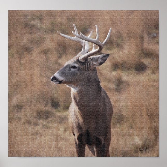 Whitetail Hjort Poster (Framsidan)