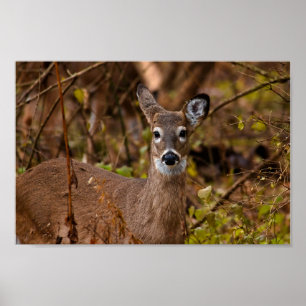 Whitetail Hjort Poster