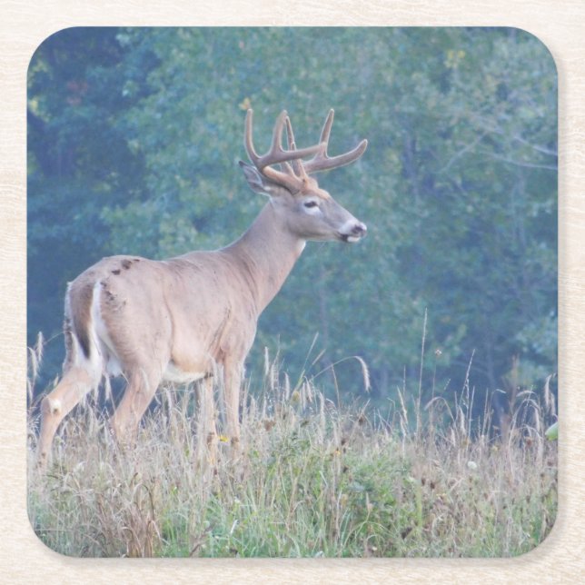 Whitetail Hjort Profile i Fält Papper Underlägg Kvadrat (Framsidan)
