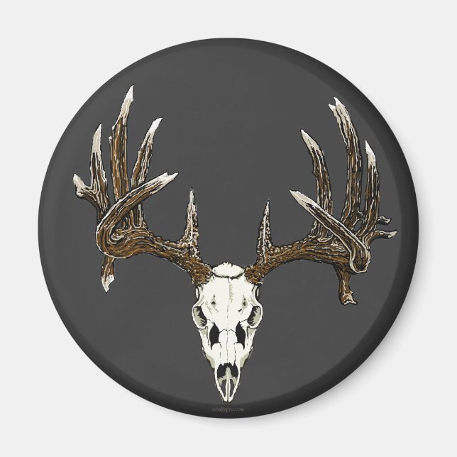 Whitetail hjort skalle 1 magnet (Framsidan)