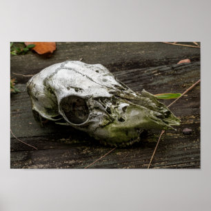 Whitetail Hjort Skull Poster