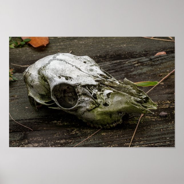 Whitetail Hjort Skull Poster (Framsidan)