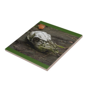 Whitetail Hjort Skull Tile Kakelplatta