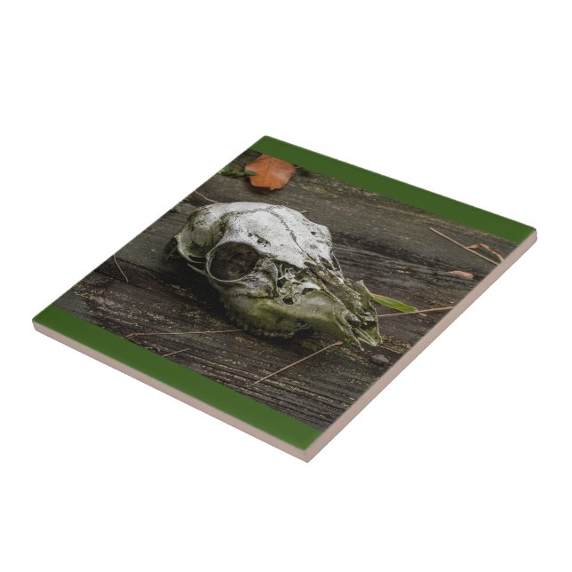 Whitetail Hjort Skull Tile Kakelplatta (Sidan)