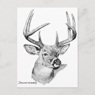 Whitetail Hjort Vykort