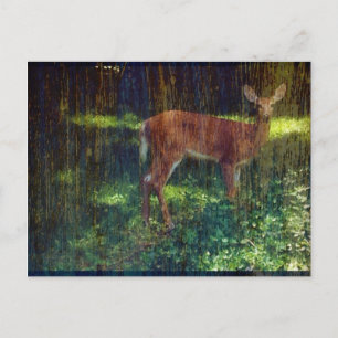 Whitetail Hjort Vykort