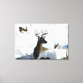 Whitetail Hjort Winter Antlers Kanvastryck