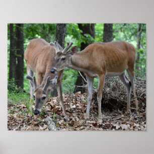 Whitetail Hjort Young Bucks in Velvet Poster