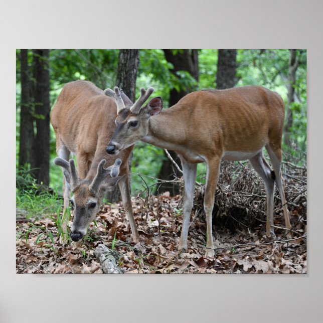Whitetail Hjort Young Bucks in Velvet Poster (Framsidan)