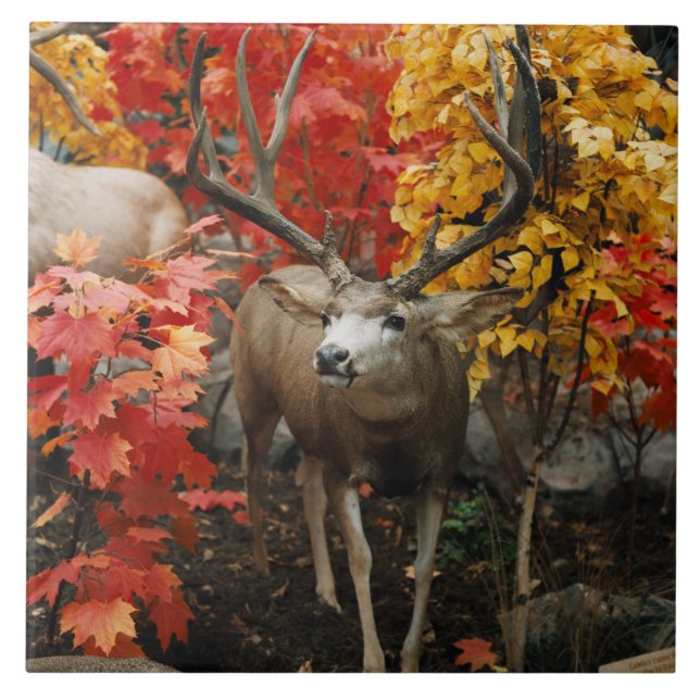 Whitetail i höst kakelplatta (Framsidan)