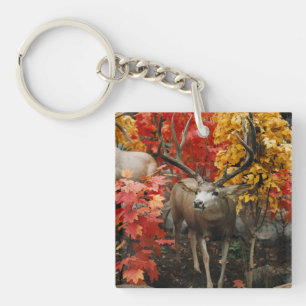 Whitetail på hösten