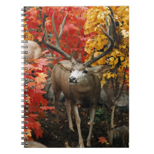 Whitetail på hösten anteckningsbok