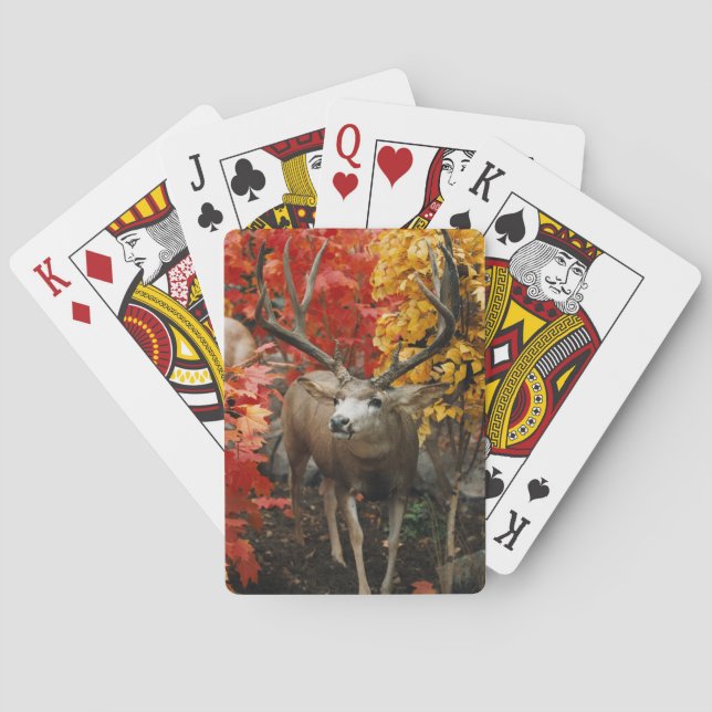 Whitetail på hösten casinokort (Baksidan)