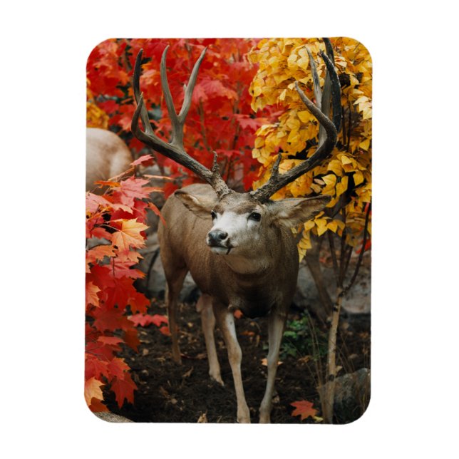 Whitetail på hösten magnet (Vertikal)