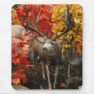 Whitetail på hösten musmatta