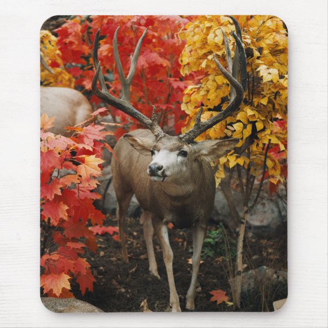 Whitetail på hösten musmatta (Framsidan)