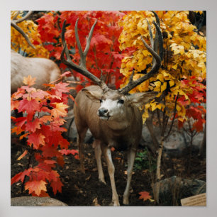Whitetail på hösten poster