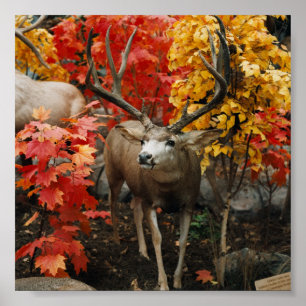 Whitetail på hösten poster