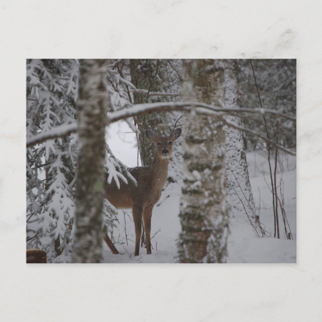 Whitetail Postcard Vykort (Framsida)
