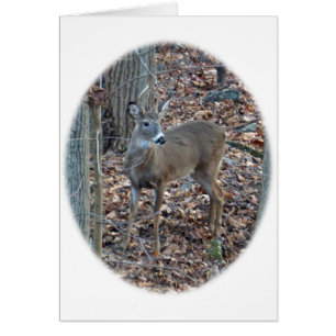 Whitetail Spike Buck Series Hälsningskort