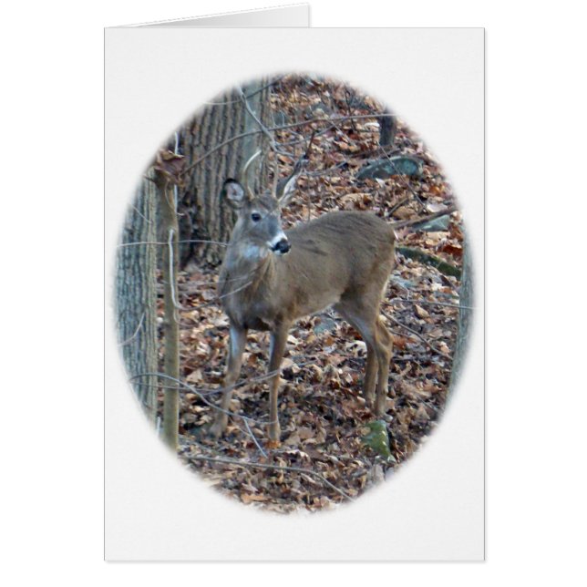 Whitetail Spike Buck Series Hälsningskort (Framsidan)