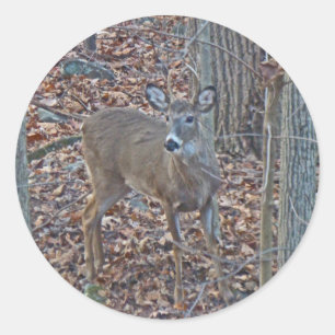Whitetail Spike Buck Series Runt Klistermärke