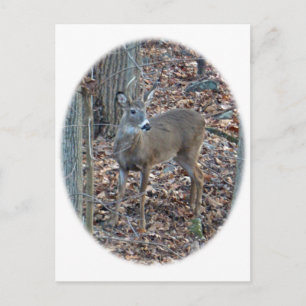 Whitetail Spike Buck Series Vykort