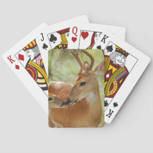 Whitetailbocken och lismar bindning casinokort