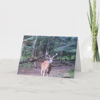 Whitetailfödelsedagkort Kort