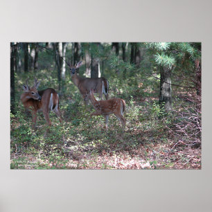 Whitetailhjort i Poconosen. tryck 0200