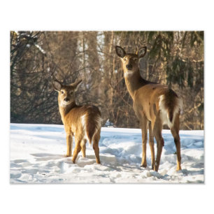 Whitetailhjort i snö fototryck