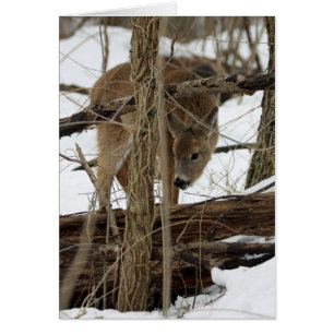 Whitetailhjort i snö hälsningskort