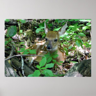 Whitetailhjort lismar i skogenaffisch poster