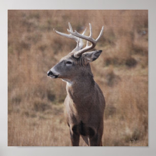 Whitetailhjort Poster