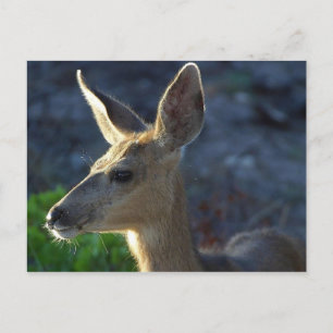 WhiteTailhjort Vykort