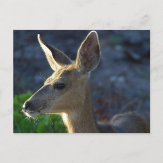 WhiteTailhjort Vykort