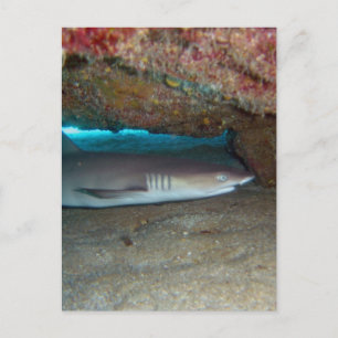 Whitetip Reef Shark 2 Vykort