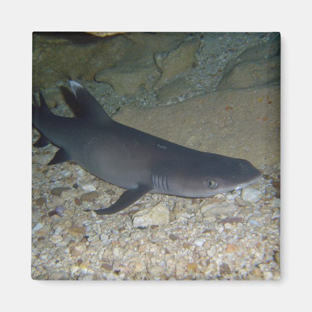Whitetip Reef Shark Magnet (Framsidan)