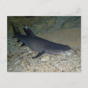 Whitetip Reef Shark Vykort