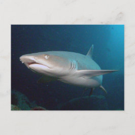 Whitetip Reef Shark Vykort