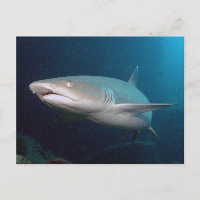 Whitetip Reef Shark Vykort (Framsida)