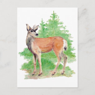 Whitetted Hjort Postcard Vykort