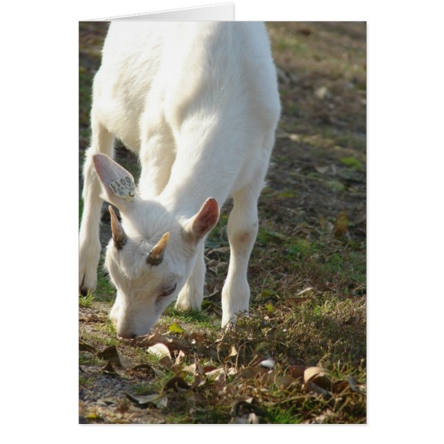 Whitey the Saanen Goat Hälsningskort (Framsidan)