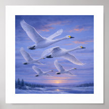 Whooper Swans in Winter Sky – Japanese Wild Bird