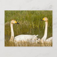 Whoopersvanen parar med cygnets i Iceland.
