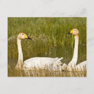 Whoopersvanen parar med cygnets i Iceland. Vykort