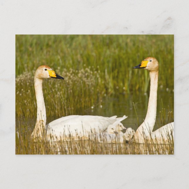 Whoopersvanen parar med cygnets i Iceland. Vykort (Framsida)