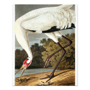 "WHoping Crane" av John James Audubon Fototryck