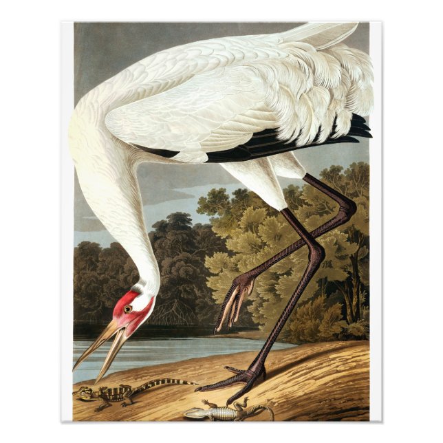 "WHoping Crane" av John James Audubon Fototryck (Framsidan)