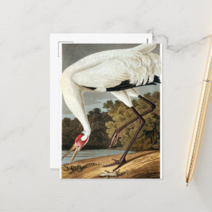 "WHoping Crane" av John James Audubon Helg Vykort
